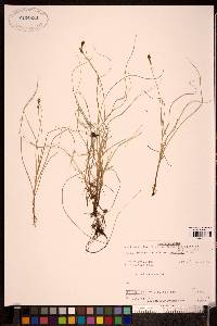 Carex glareosa image