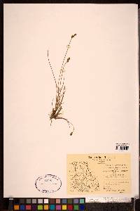 Carex glareosa image