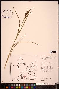 Carex gmelinii image