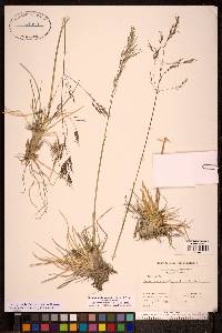 Deschampsia alpina image