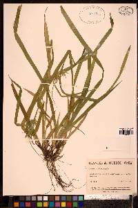 Carex folliculata image