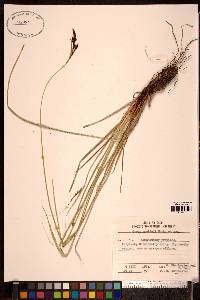 Carex gmelinii image