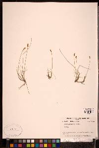 Carex gynocrates image