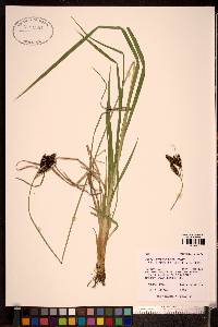 Carex heteroneura image