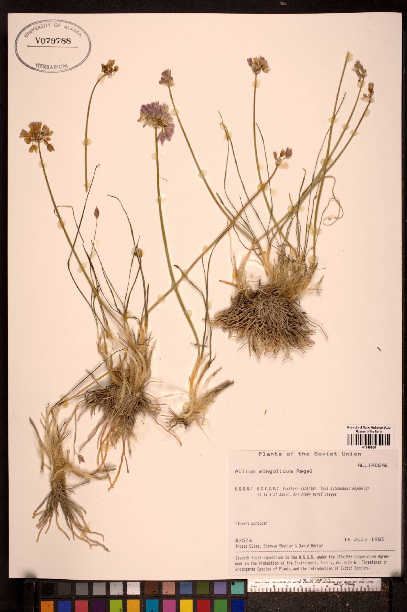 Allium mongolicum image