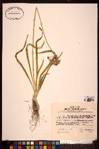 Allium senescens image