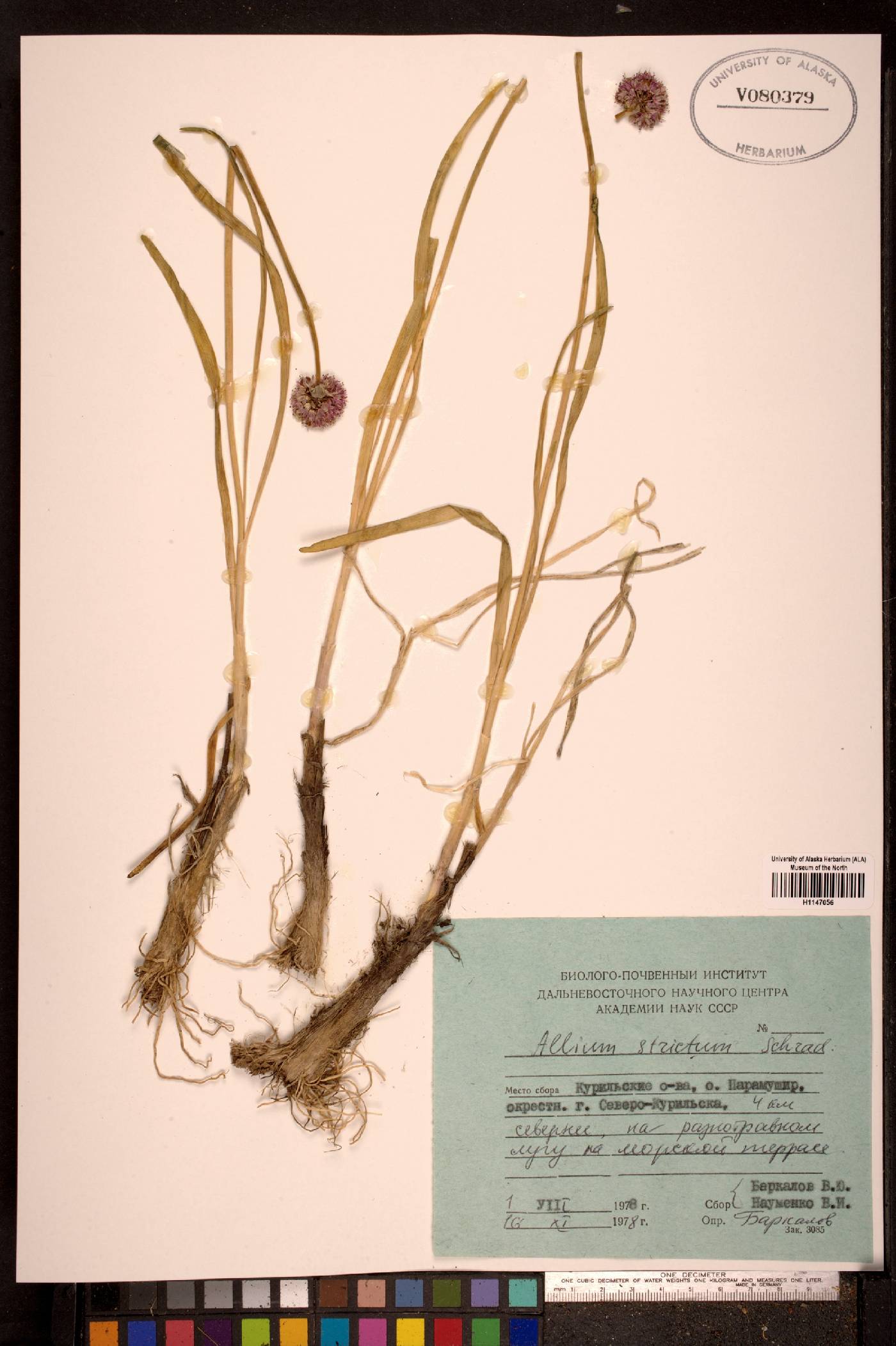 Allium strictum image