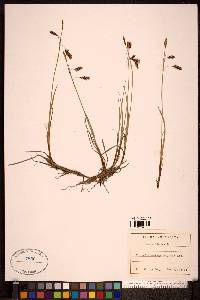 Carex limosa image