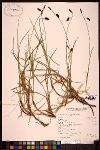 Carex pluriflora image