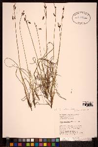 Carex pluriflora image