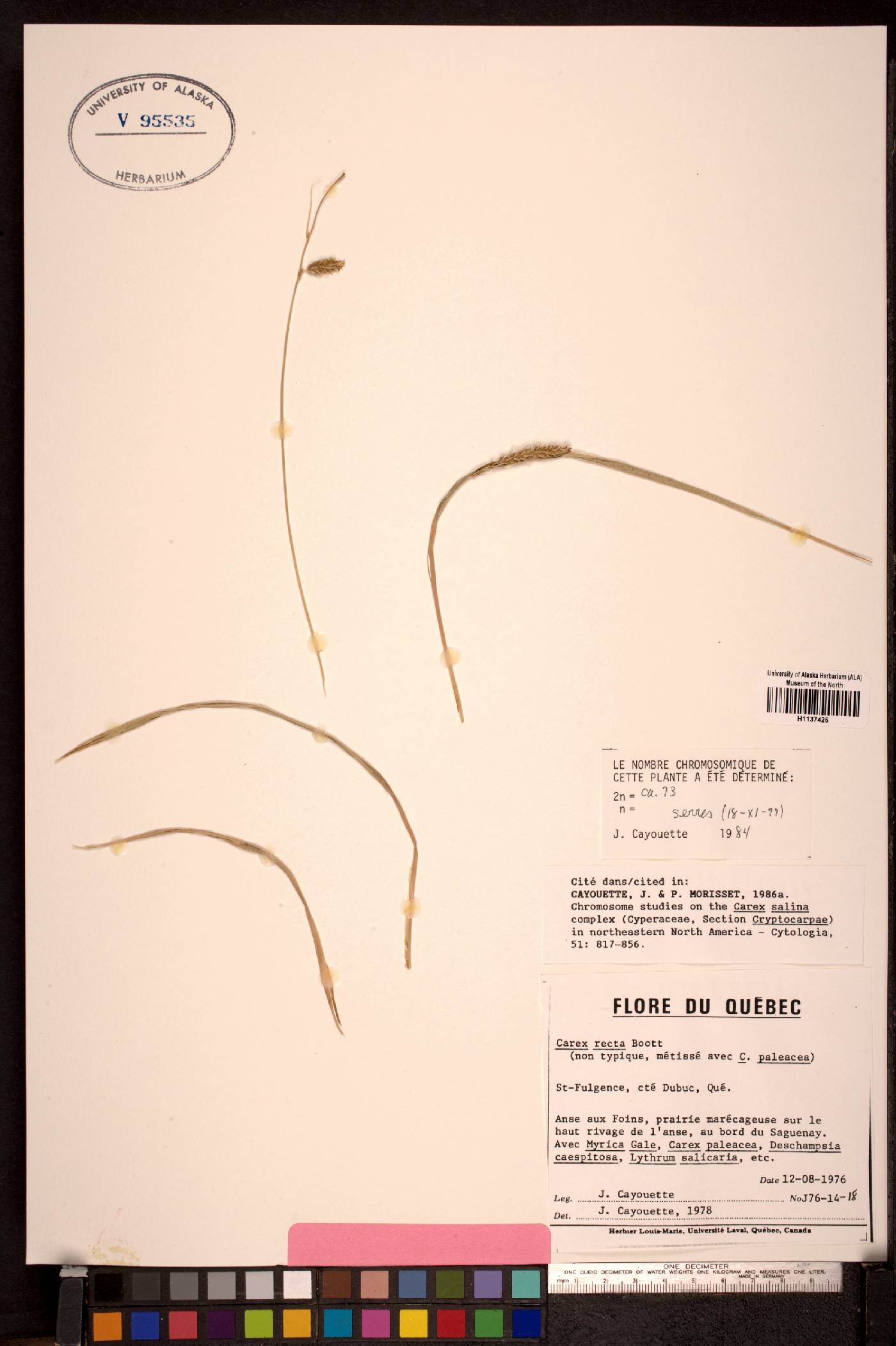 Carex recta image
