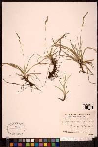 Carex richardsonii image