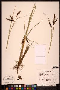 Carex lyngbyei image