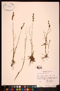 Carex mackenziei image