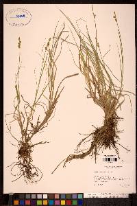 Carex mackenziei image