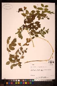Lathyrus maritimus image