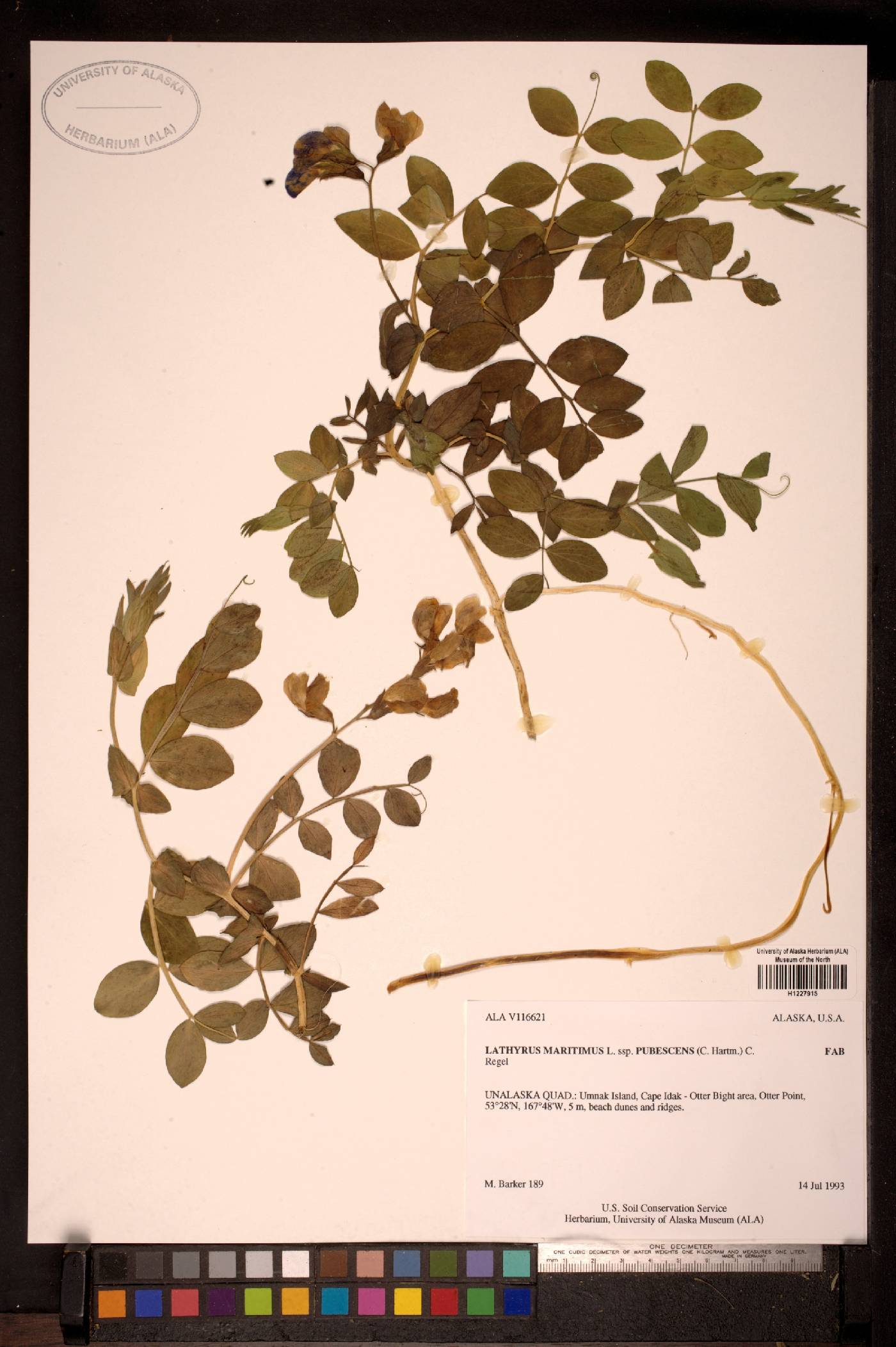 Lathyrus maritimus subsp. pubescens image