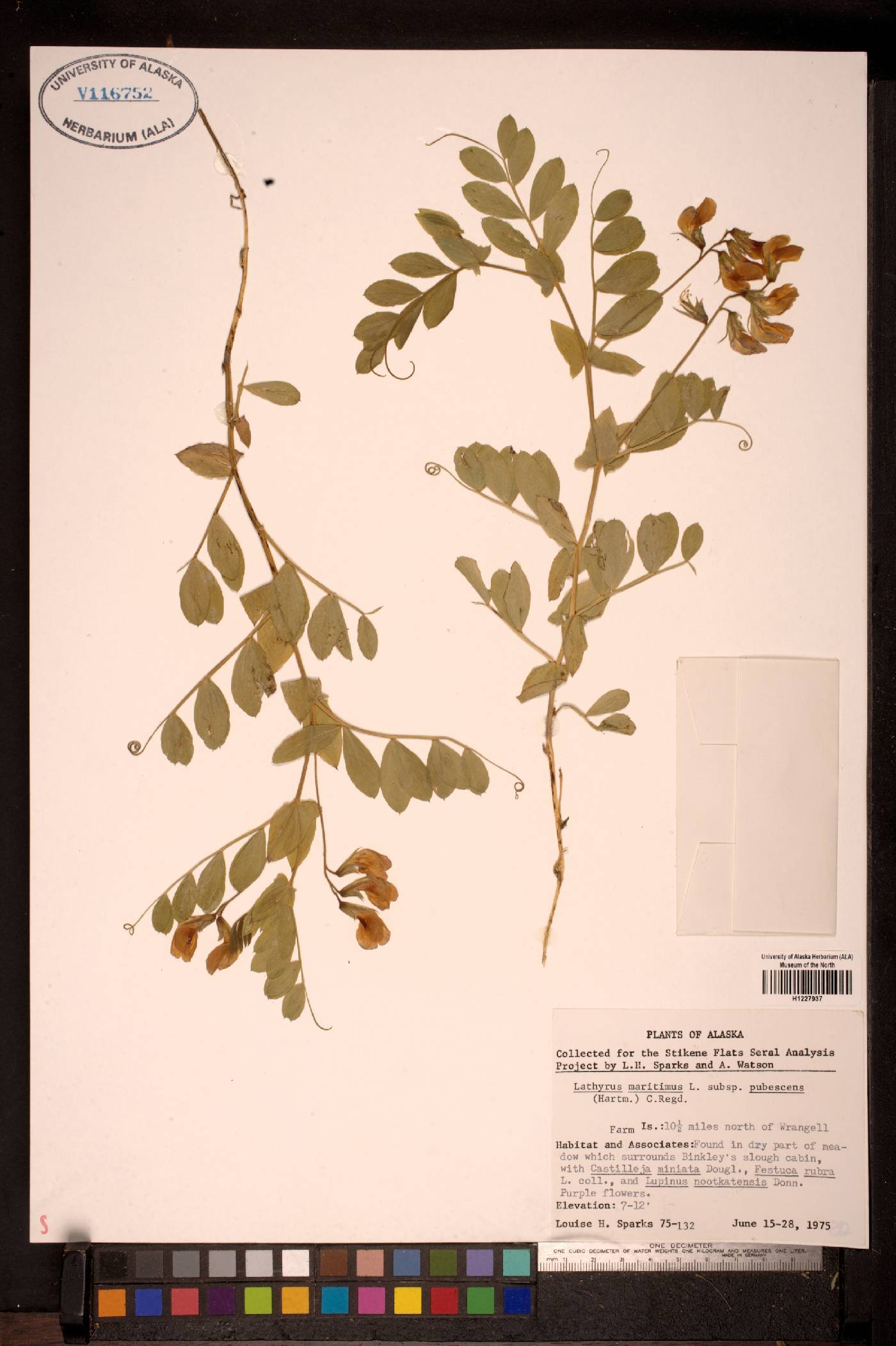 Lathyrus maritimus subsp. pubescens image