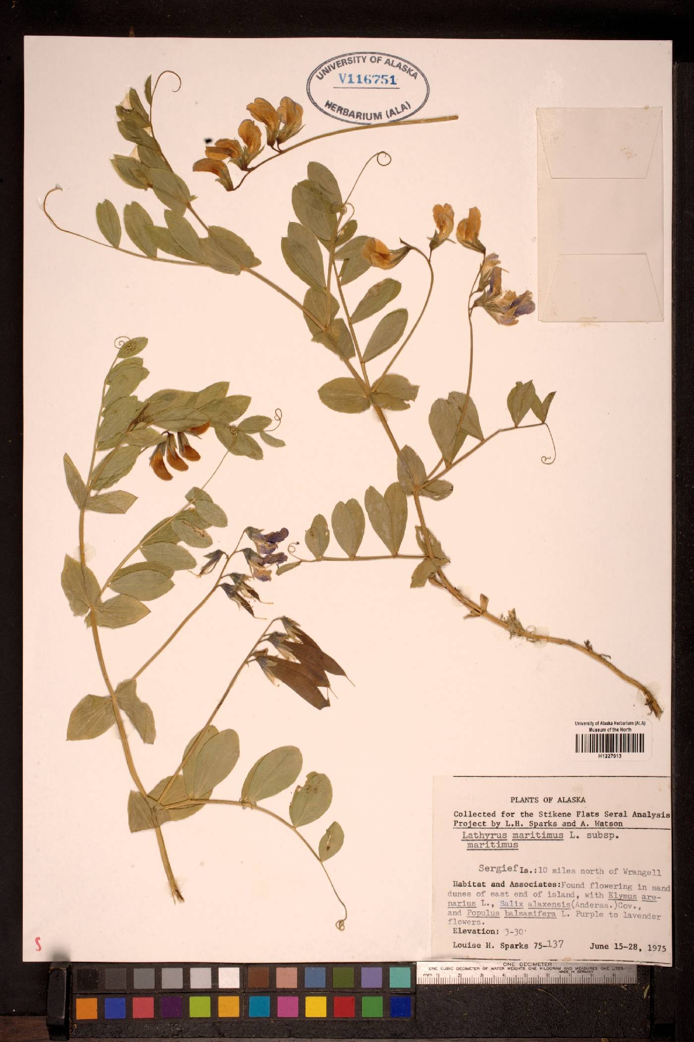 Lathyrus maritimus subsp. maritimus image