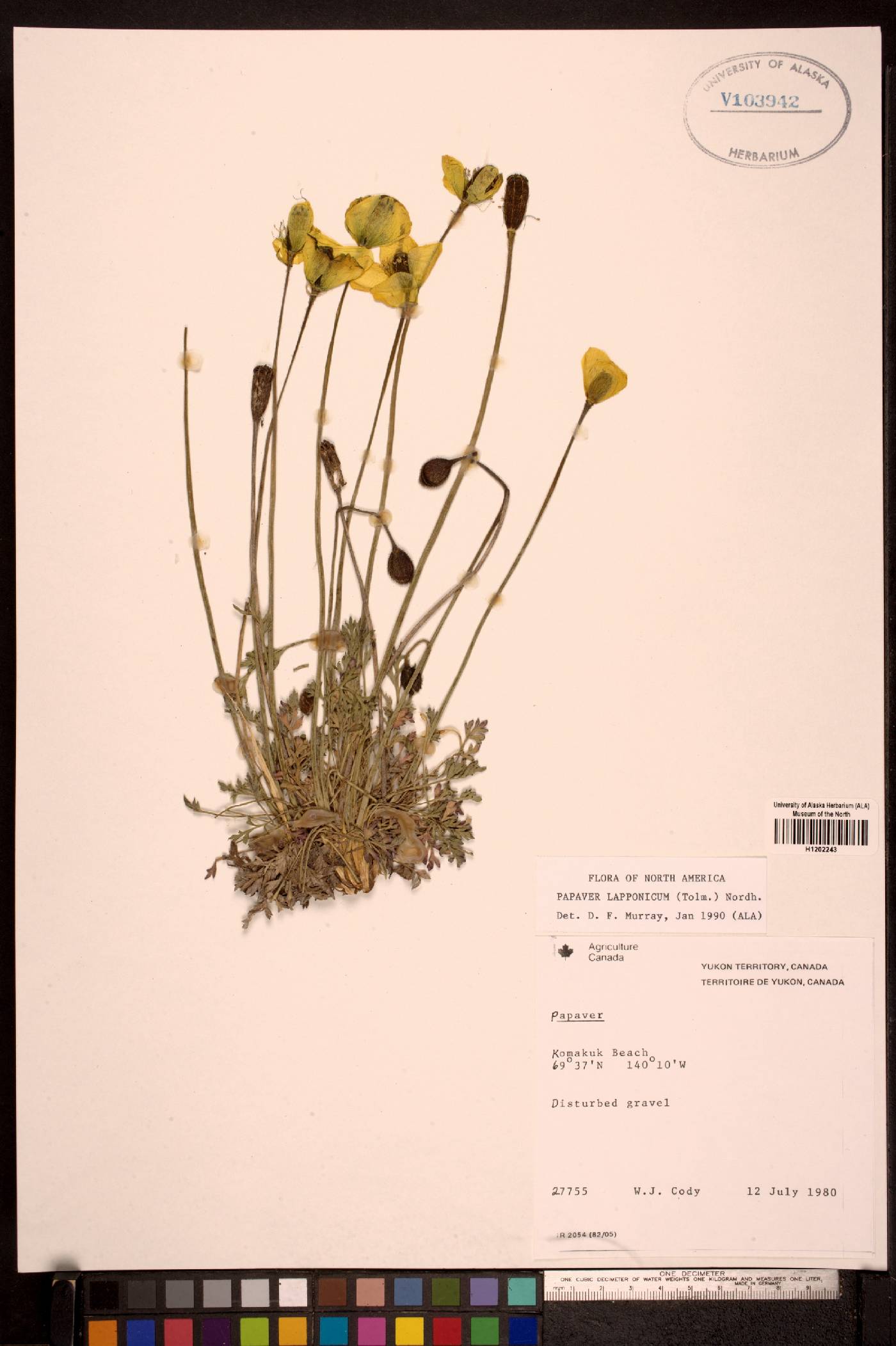 Papaver lapponicum image