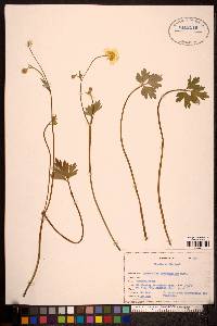 Ranunculus occidentalis image