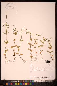 Epilobium hornemannii image