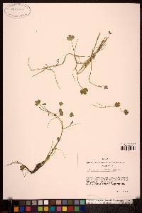 Ranunculus natans image