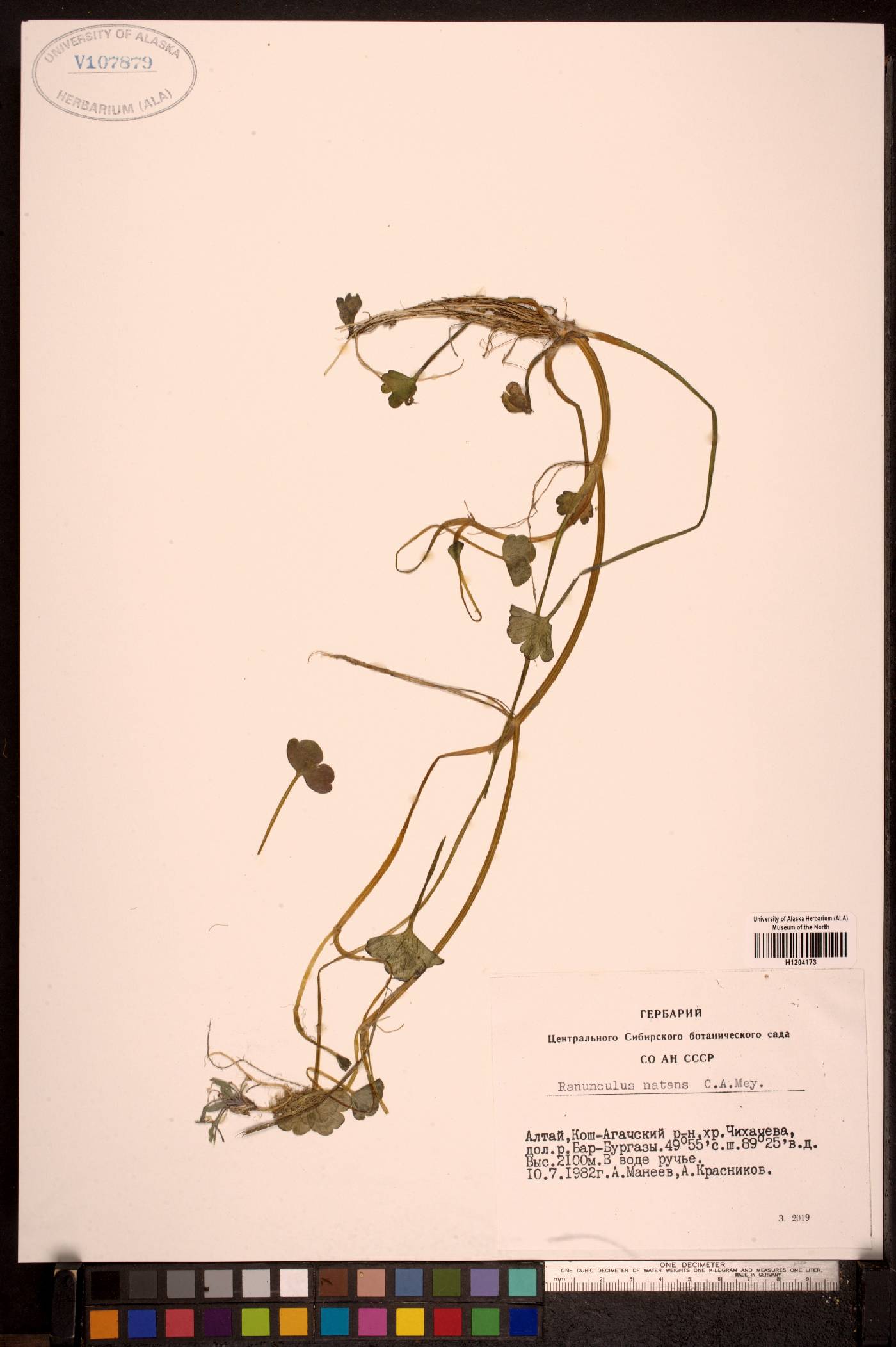 Ranunculus natans image