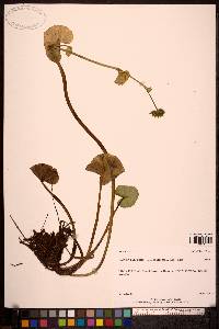 Caltha palustris subsp. asarifolia image