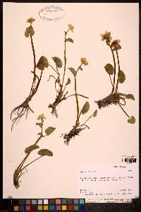 Caltha palustris image