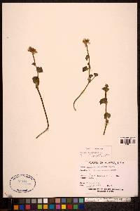 Caltha palustris image