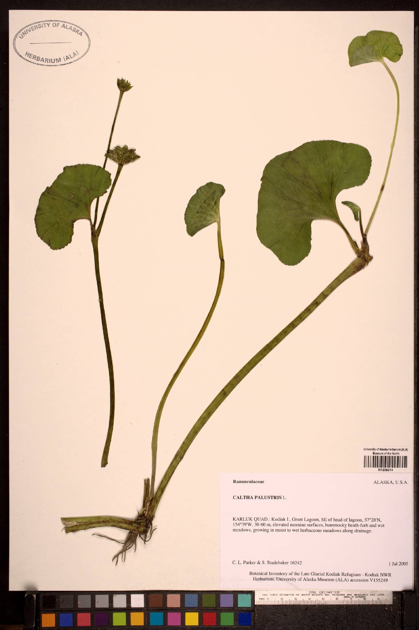 Caltha palustris subsp. asarifolia image