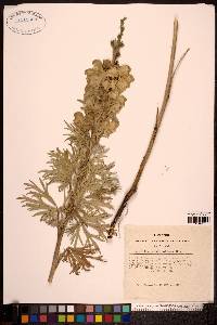 Aconitum anthora image