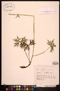 Aconitum barbatum image