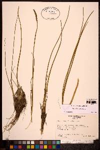 Triglochin maritima image