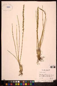 Triglochin maritima image