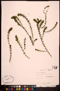 Elodea canadensis image