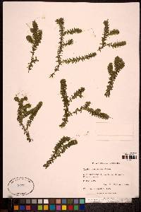 Elodea canadensis image