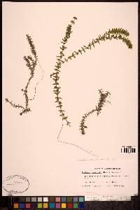 Elodea canadensis image