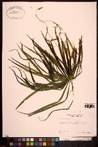 Stratiotes aloides image