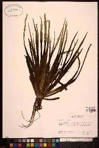 Stratiotes aloides image