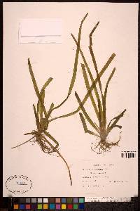 Vallisneria americana image