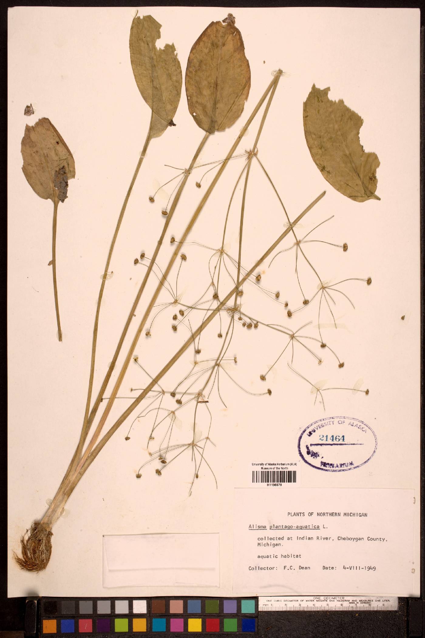 Alisma plantago-aquatica image