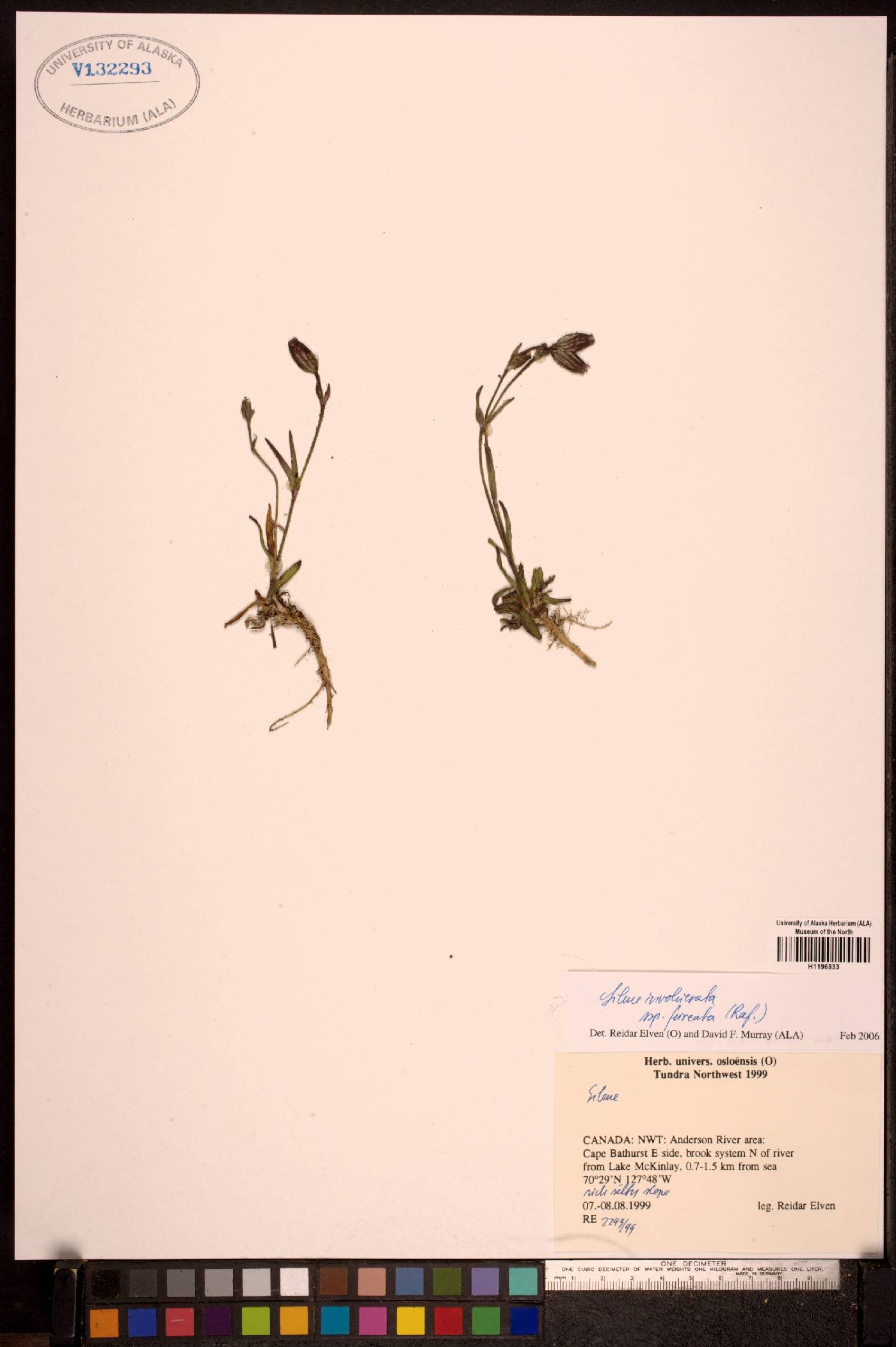 Silene involucrata subsp. involucrata image