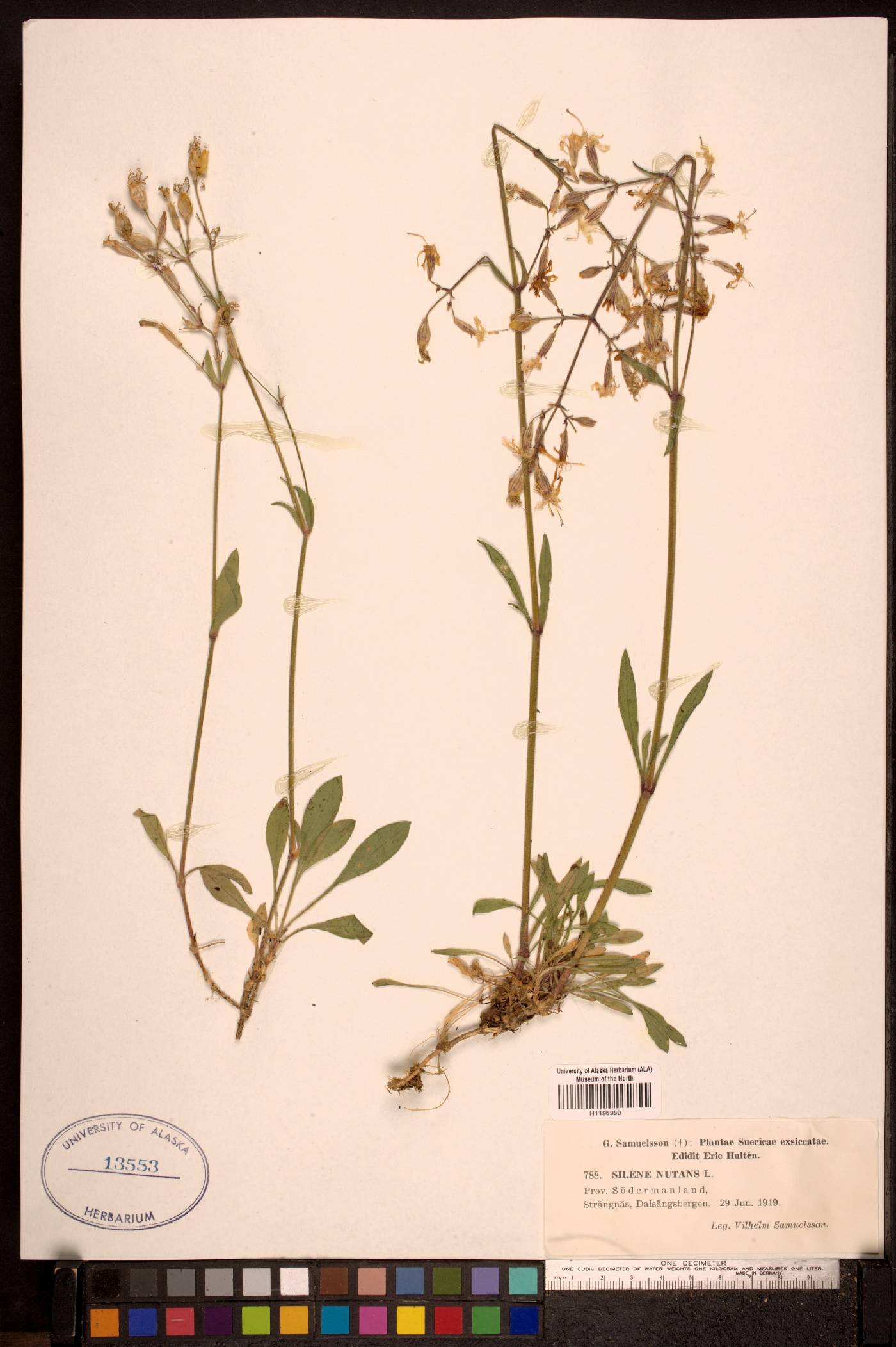 Silene nutans image