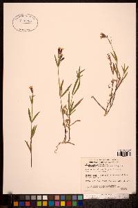 Silene repens image