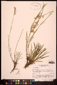 Silene stenophylla image