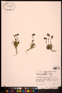 Silene uralensis image