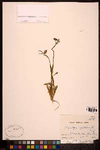 Silene uralensis image