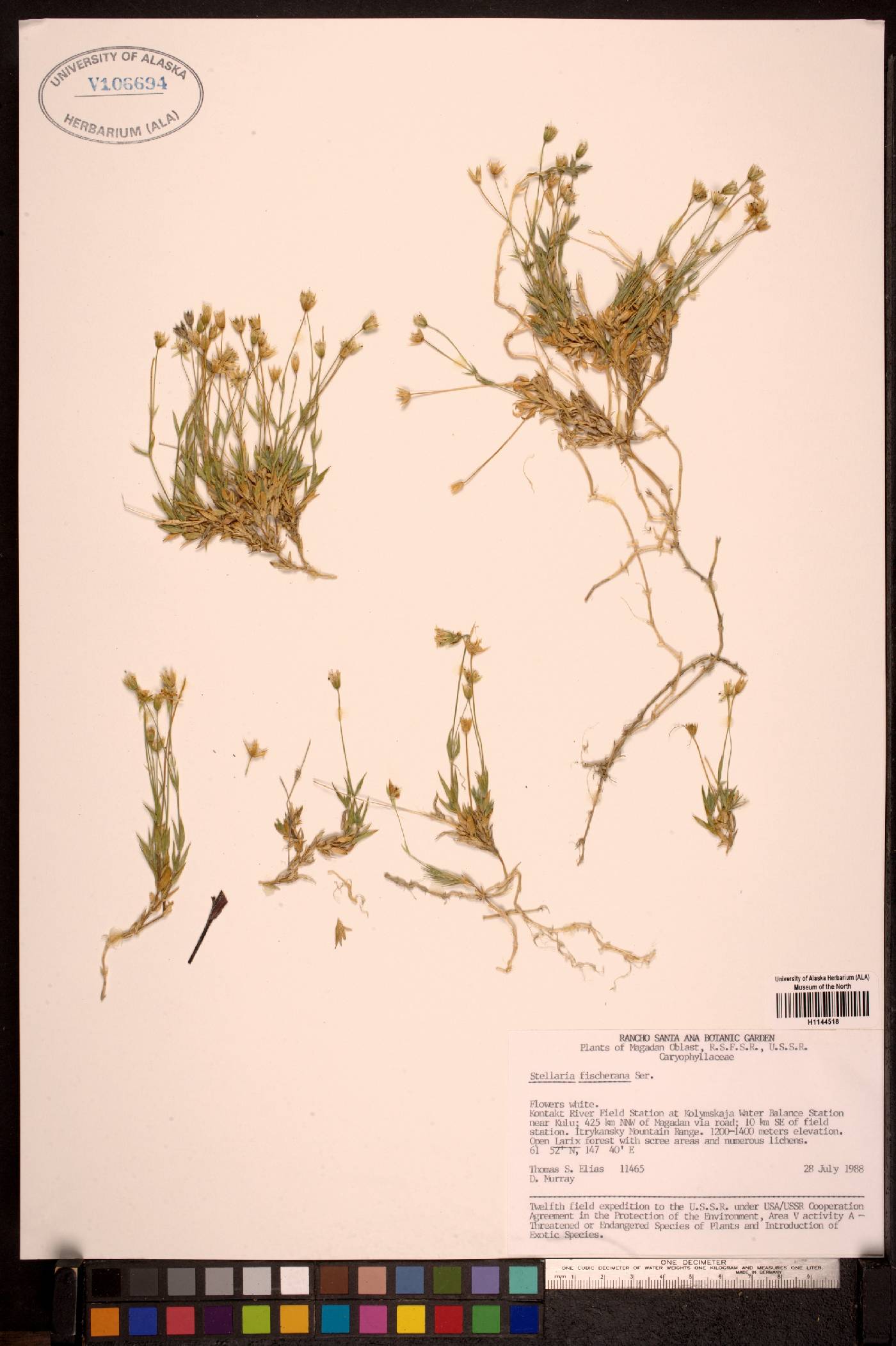 Stellaria fischeriana image
